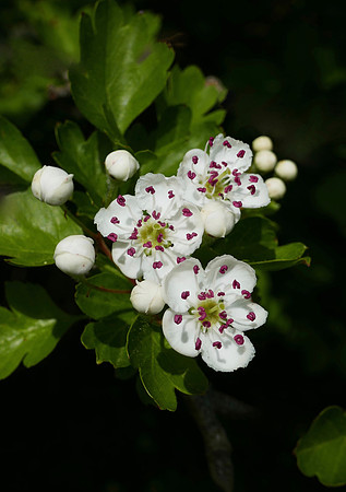 Hawthorn