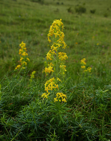 Lady's Bedstraw