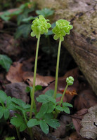 Moschatel