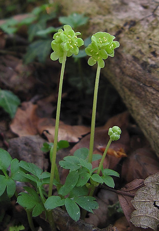 Moschatel
