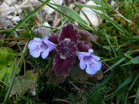 Ground Ivy