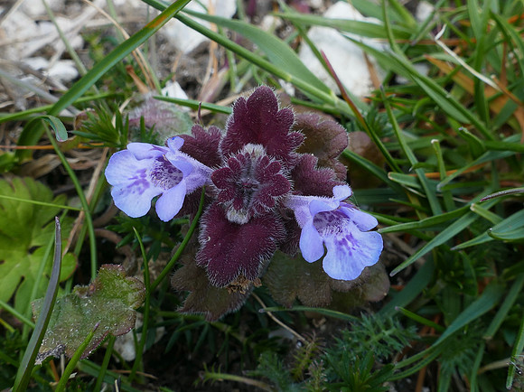 Ground Ivy