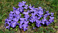Flowers, British G-Z