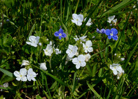 Germander Speedwell with albino form
