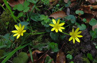 Lesser Celandine