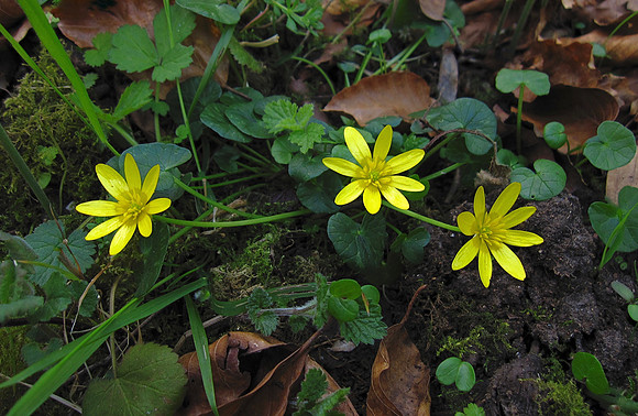 Lesser Celandine