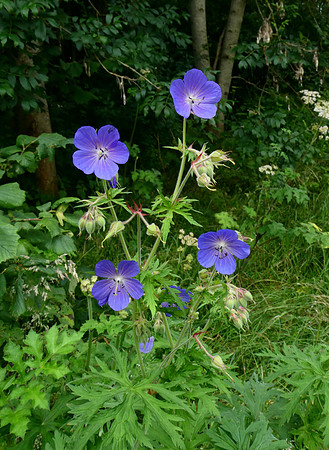Meadow Cranesbill