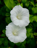 Hedge Bindweed
