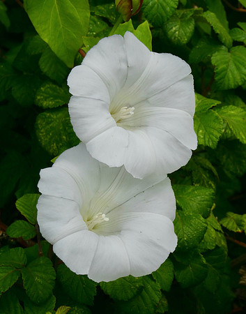 Hedge Bindweed