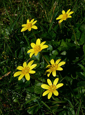 Lesser Celandine