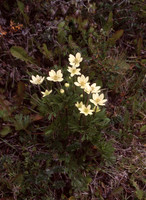 Anemone multifida