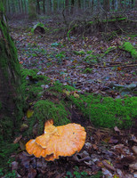Chicken of the Woods