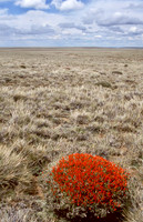 Scarlet Gorse