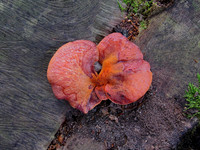 Beefsteak Fungus