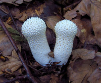 Common Puffball