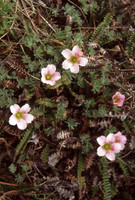 Oxalis loricata