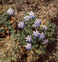 Star of the Andes