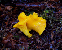 Chicken of the Woods