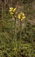 Gavilea littoralis