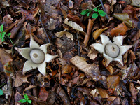Collared Earthstar