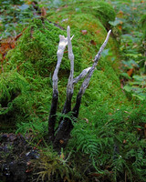 Candle Snuff Fungus