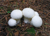 Common Puffball