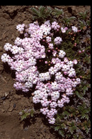 Junellia patagonica