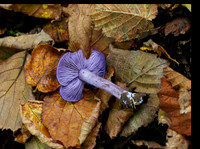Amethyst Deceiver