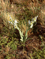 Chlorea magellanica