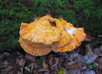 Chicken of the Woods