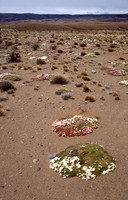 Junellia patagonica