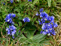 Chalk Milkwort