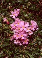 Flowers, European H-P