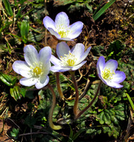 Hepatica
