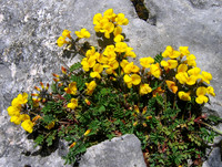 Horseshoe Vetch