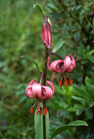 Martagon Lily