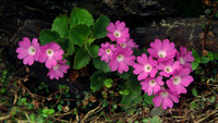 Hairy Primrose