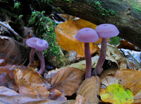 Amethyst Deceiver