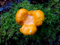 Chicken of the Woods