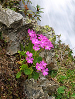 Hairy Primrose