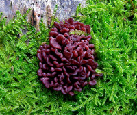 Brain Fungus