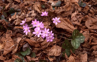 Hepatica