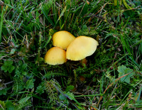Butter Wax Cap