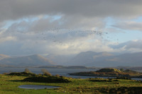 Geese over Lismore