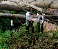 Candle Snuff Fungus