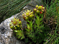 Large Flowered Houseleek