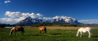Horses on the Steppe