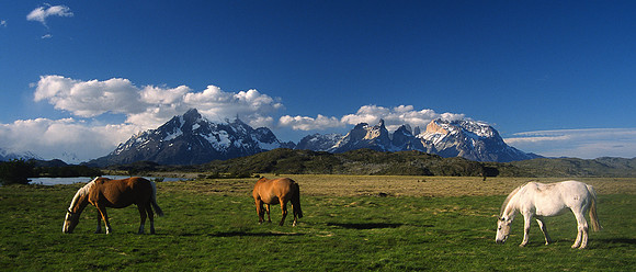 Horses on the Steppe
