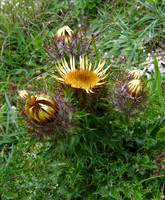 Carline Thistle