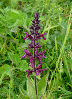 Hedge Woundwort